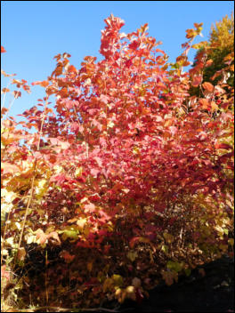 Viburnum opulus in feuriger Herbstfärbung