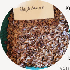 Samen der Weißtanne