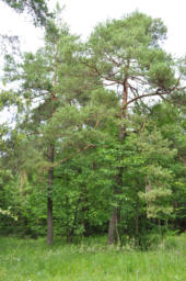 Waldkiefer in einer Lichtung