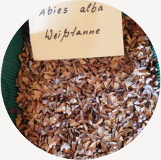 Saatgut der Weißtanne