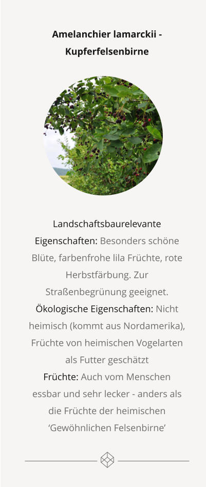Amelanchier lamarckii - Kupferfelsenbirne          Landschaftsbaurelevante Eigenschaften: Besonders schöne Blüte, farbenfrohe lila Früchte, rote Herbstfärbung. Zur Straßenbegrünung geeignet.  Ökologische Eigenschaften: Nicht heimisch (kommt aus Nordamerika), Früchte von heimischen Vogelarten als Futter geschätzt Früchte: Auch vom Menschen essbar und sehr lecker - anders als die Früchte der heimischen ‘Gewöhnlichen Felsenbirne’