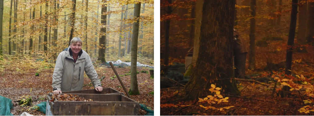 Buchenernte im Herbst