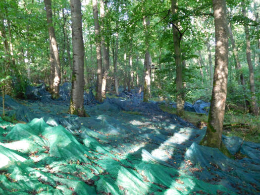 Kirschen-Saat auf Erntenetzen