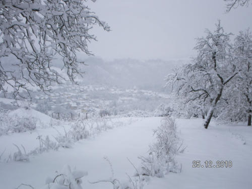 Wild-Rosen Plantage im Winter