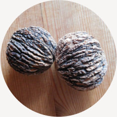 Saatgut der Schwarznuss